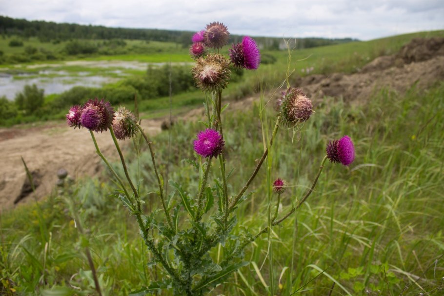 Алтайский заповедник маралий корень
