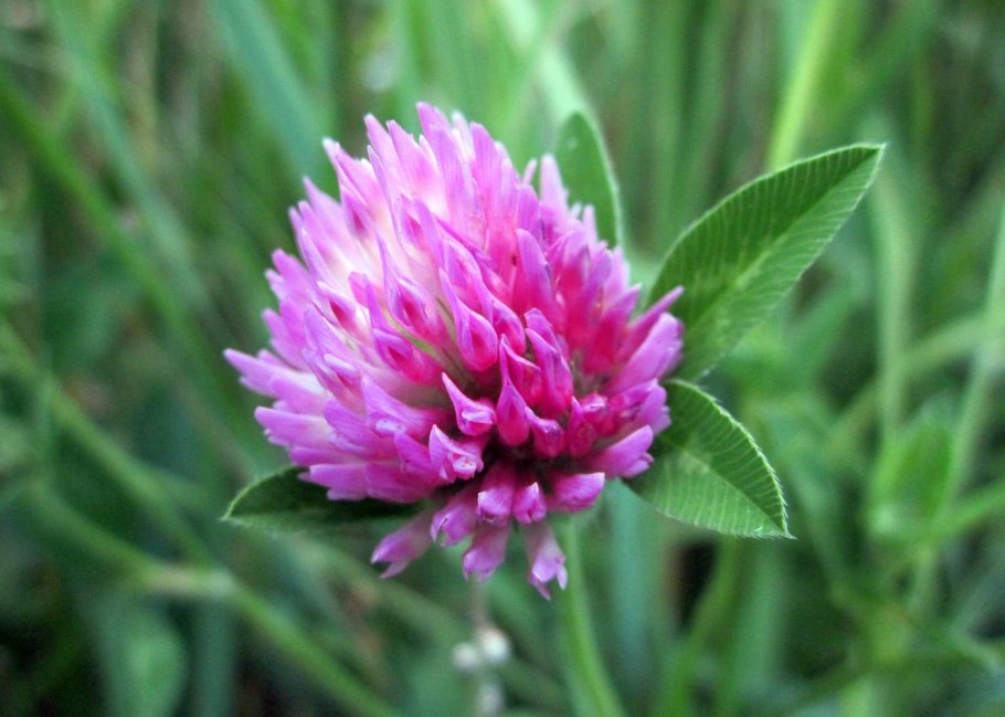 Клевер Витязь Луговой