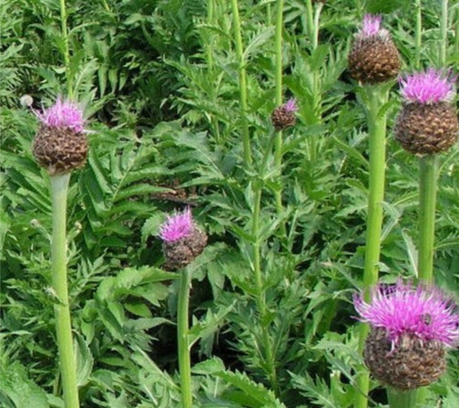 Левзея сафлоровидная