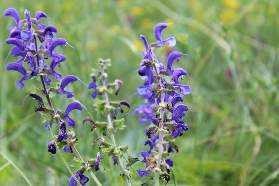 Шалфей прутьевидный Луговой