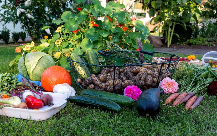 Урожай в саду
