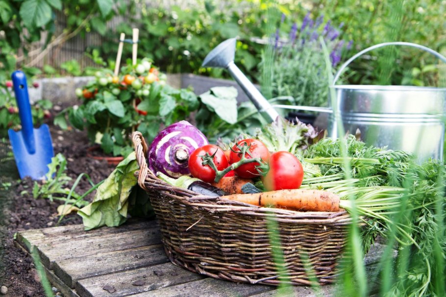 Овощи на огороде