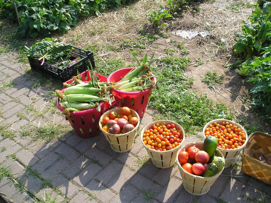 Дача. Урожай