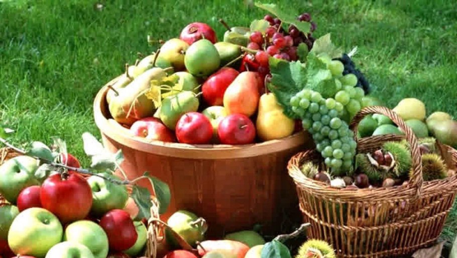 Сад с овощами и фруктами