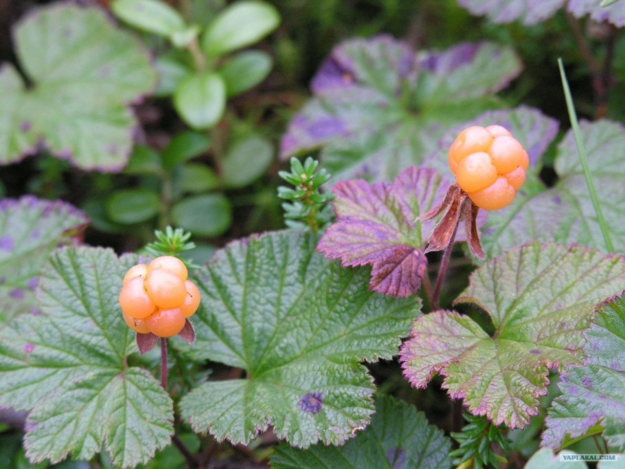 Растительный мир ХМАО Югры