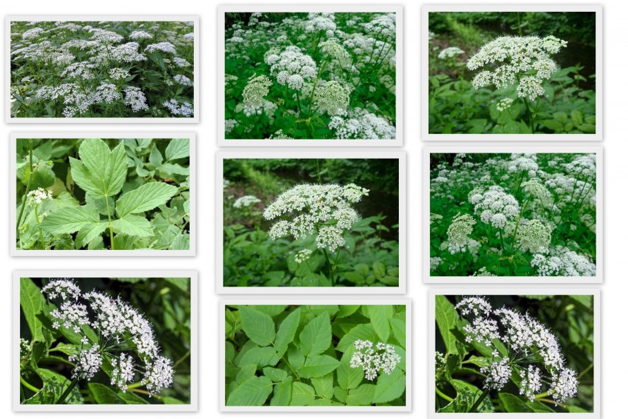 Астрагал шерстистоцветковый ГФ