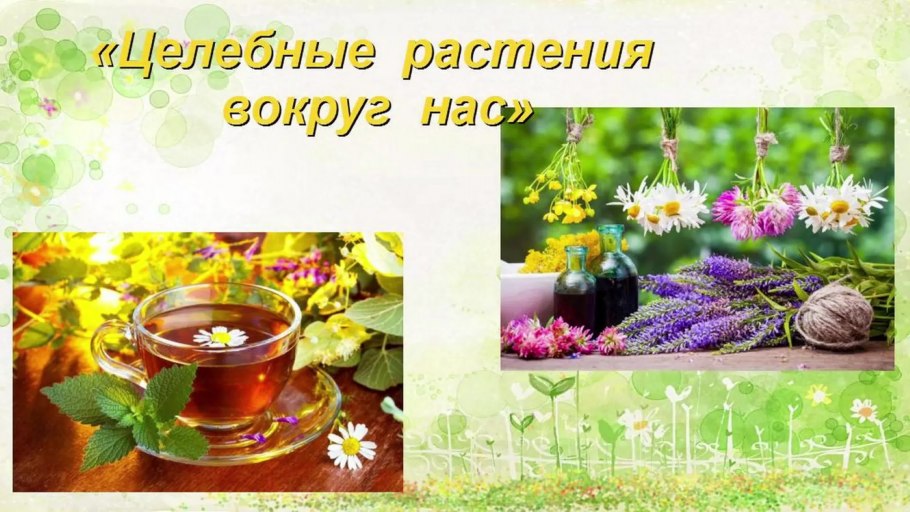 Луппа брусничник