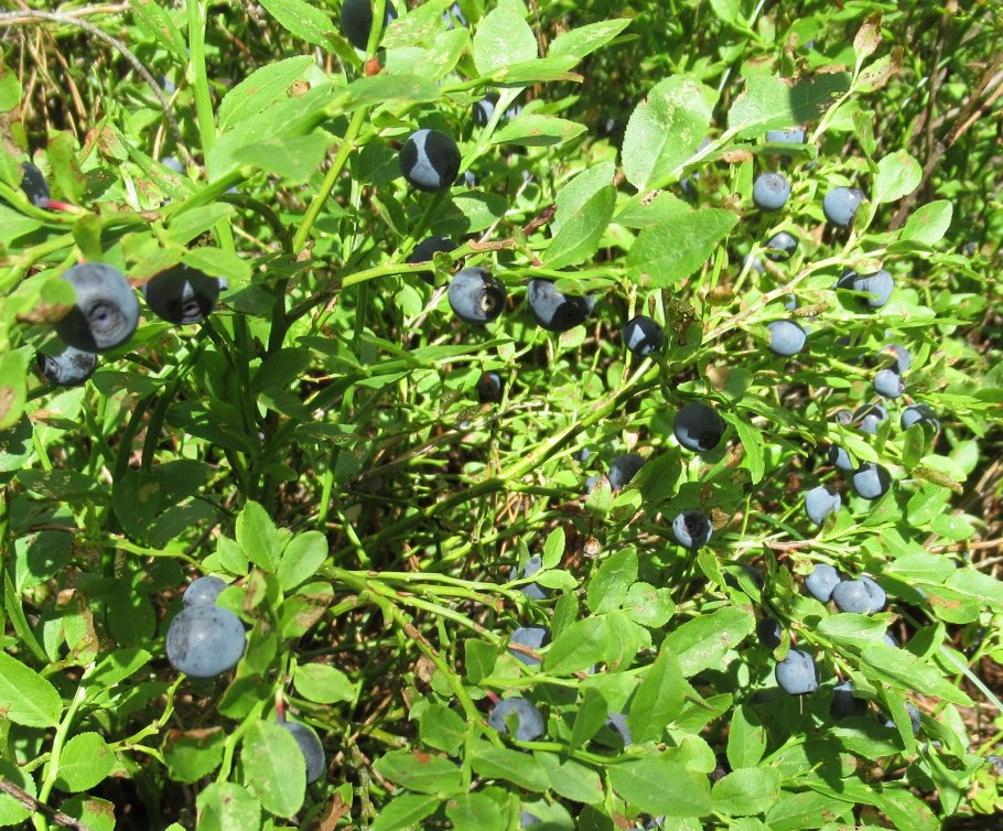 Клюква брусника толокнянка