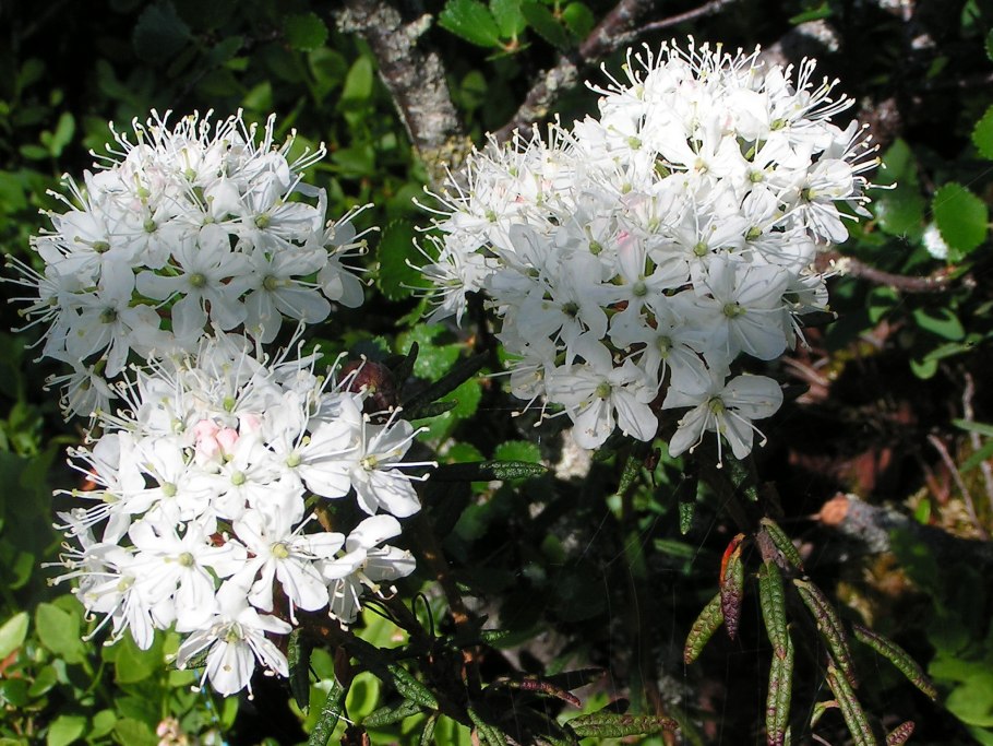 Сныть компрессы