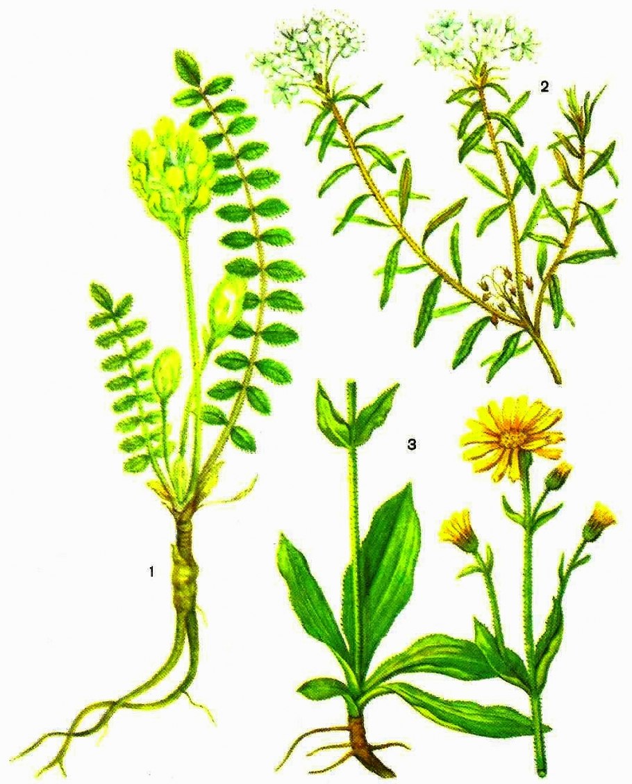 Фиточай при фарингите