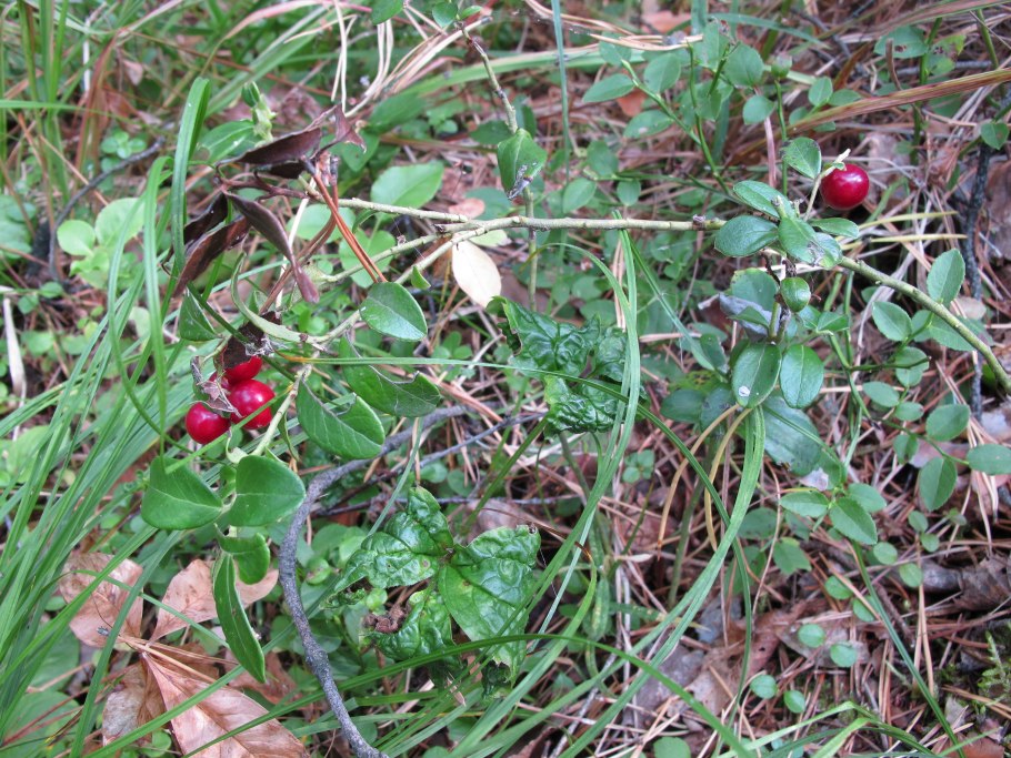 Морошка - Северная, Тундровая ягода