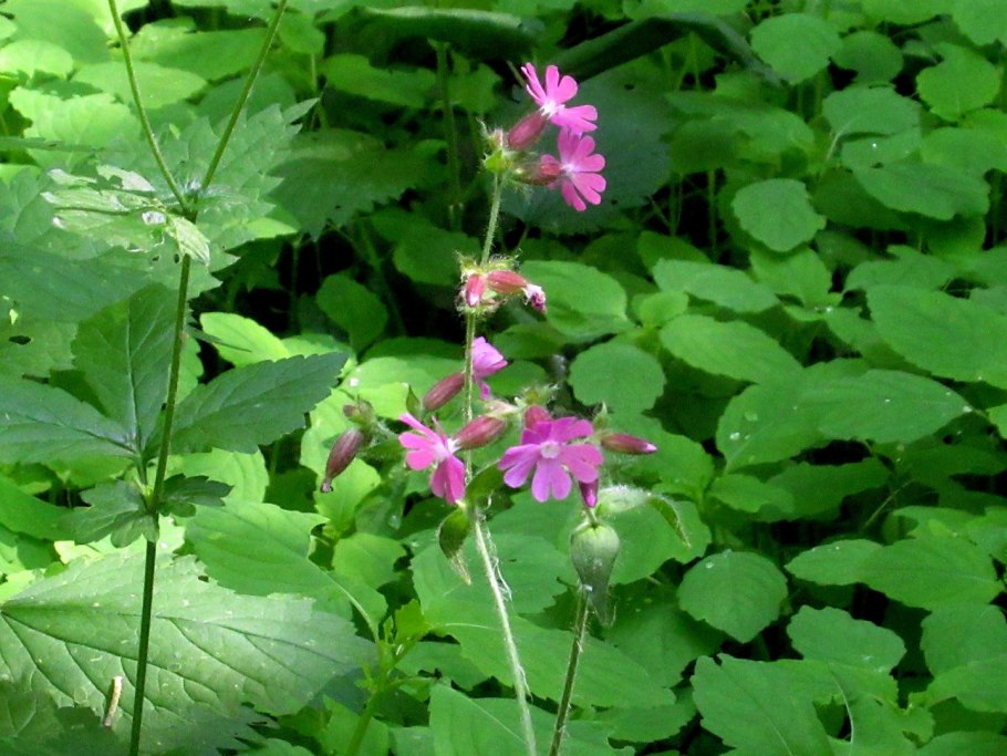 Дрема Лесная фото