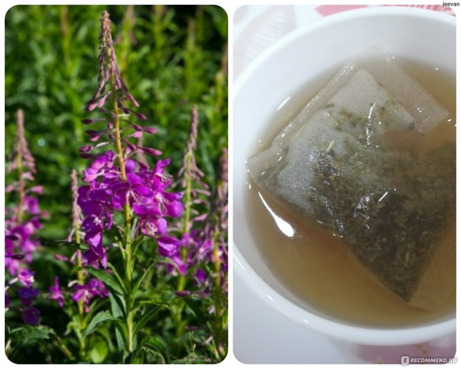 Голубика брусника Морошка черника