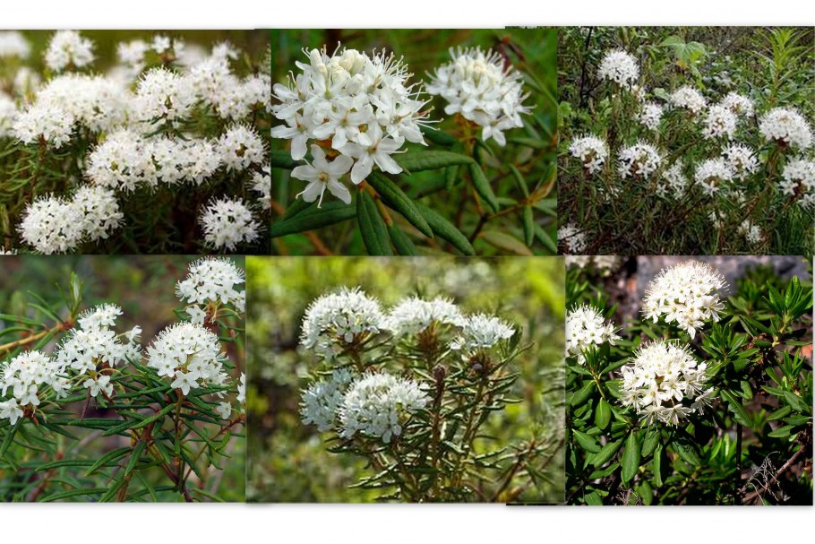 Травы от нервных тиков