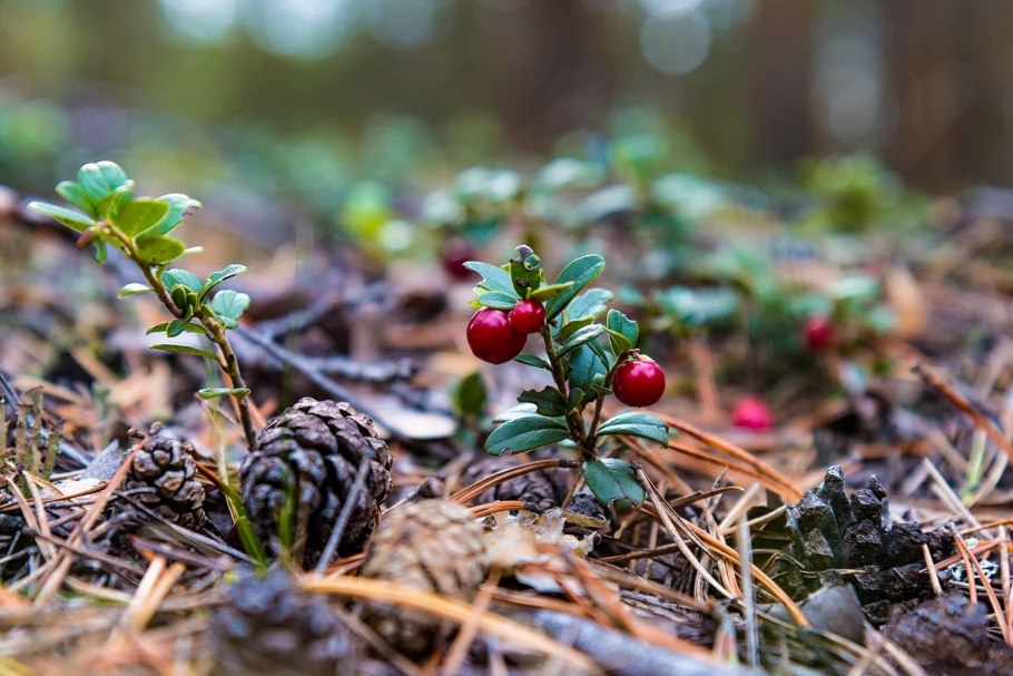 Брусника (Vaccinium Vitis-idaea)