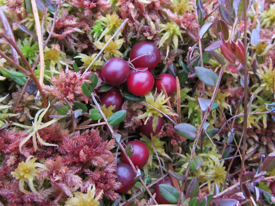 Vaccinium Vitis-idaea
