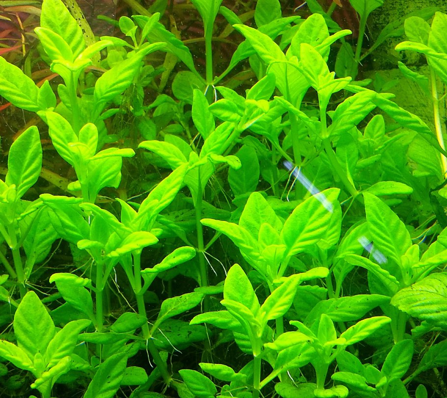 Хедиотис Зальцмана