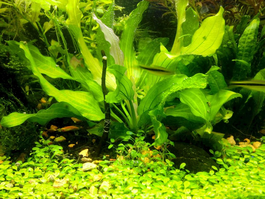 Жемчужная трава Хемиантус микрантемоидес