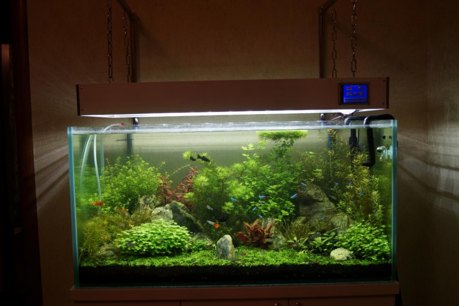 Линдерния круглолистная узорчатая