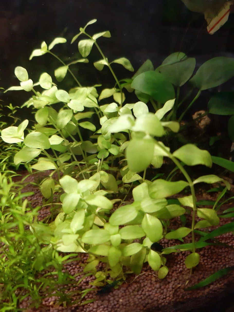 Анубиас Нана аквариумное