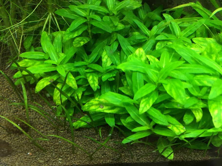 Валлиснерия спиральная тигровая