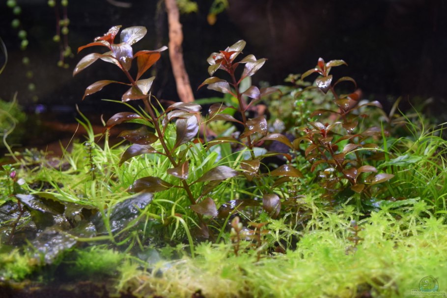 Аквариум креветочник растения