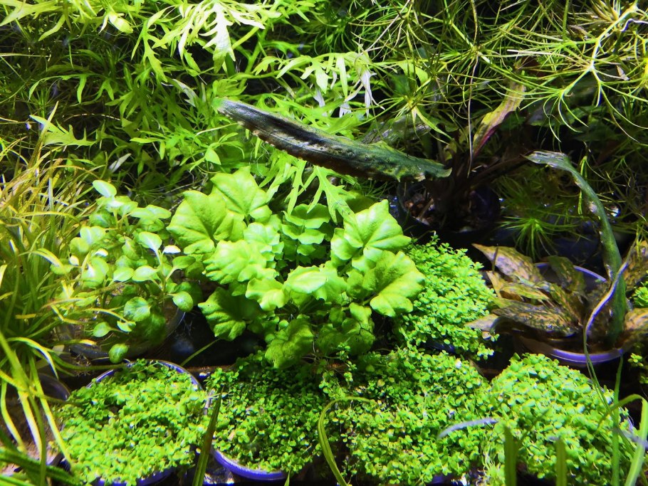 Сагиттария стрелолист