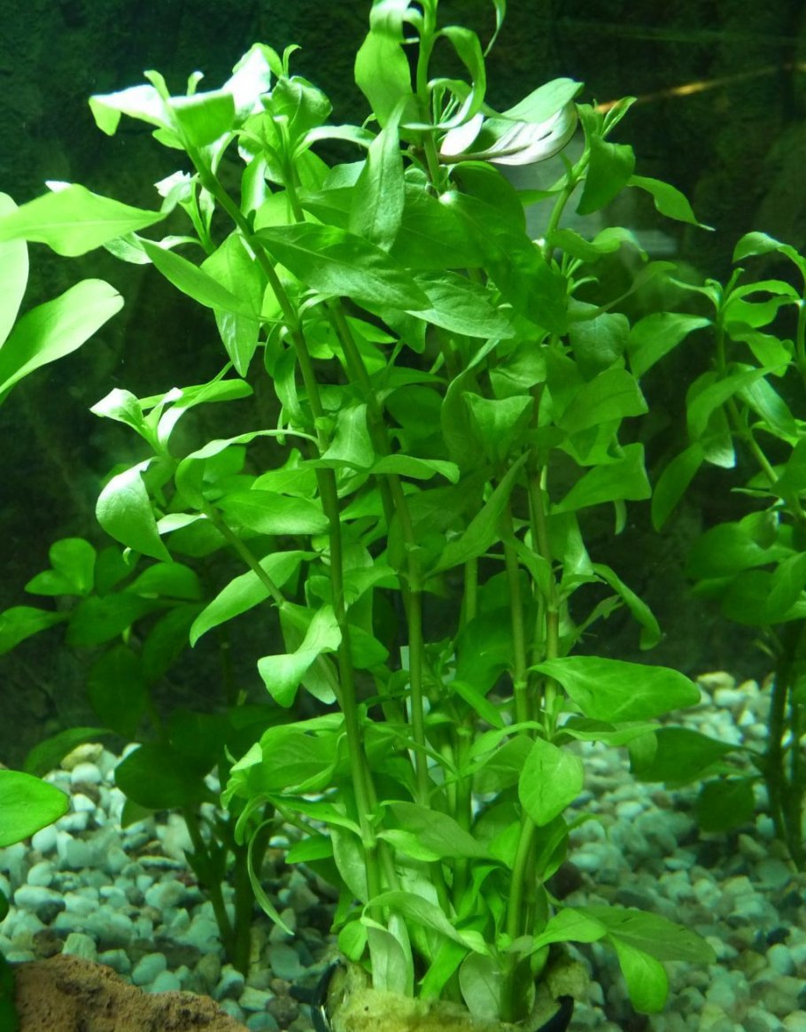 Людвигия Болотная узколистная