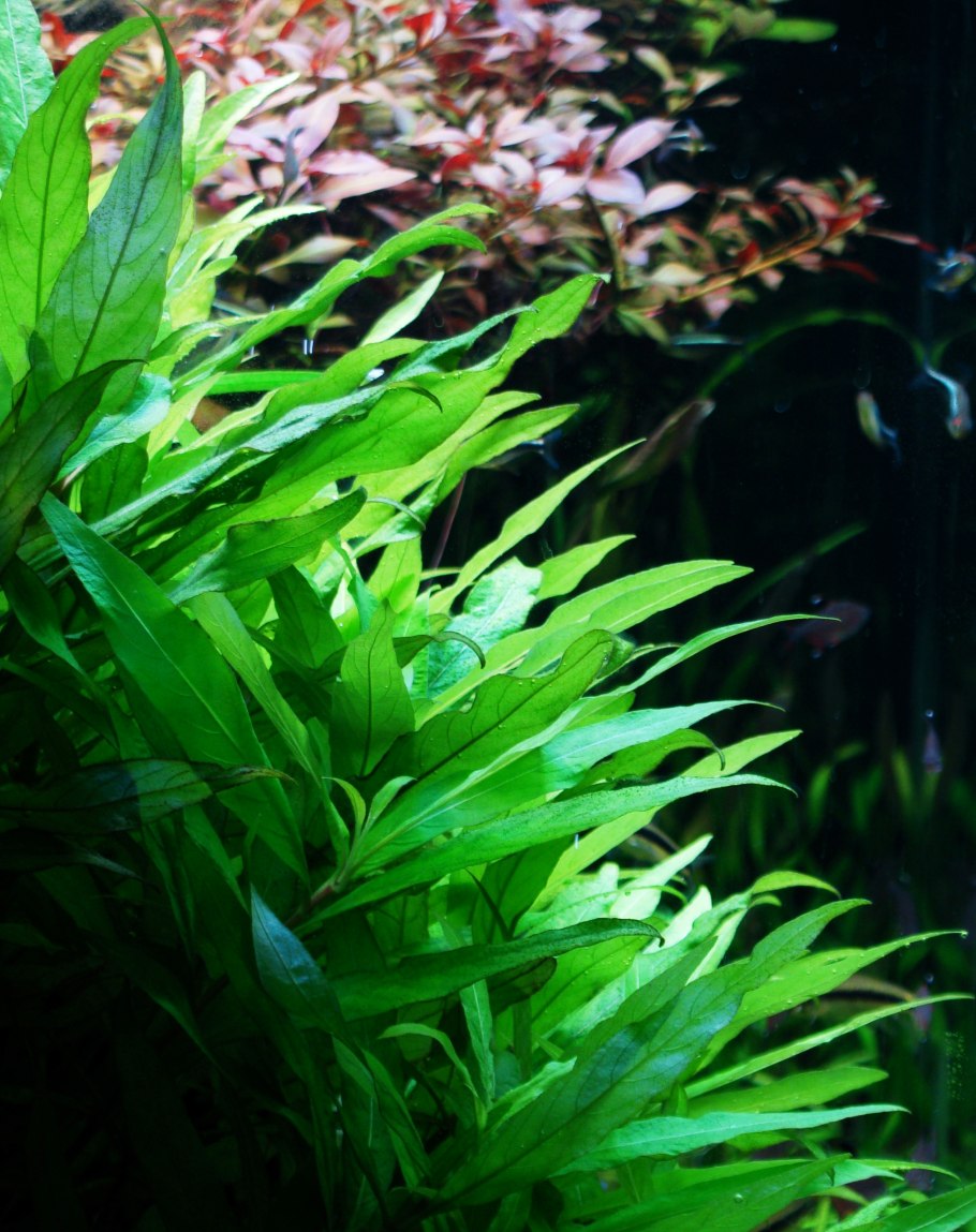 Наяда, яванский мох, эхинодорусы, роголистник, Валлиснерия