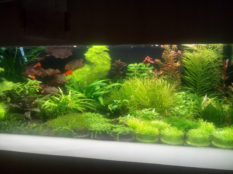 Альтернантера Рейнеке