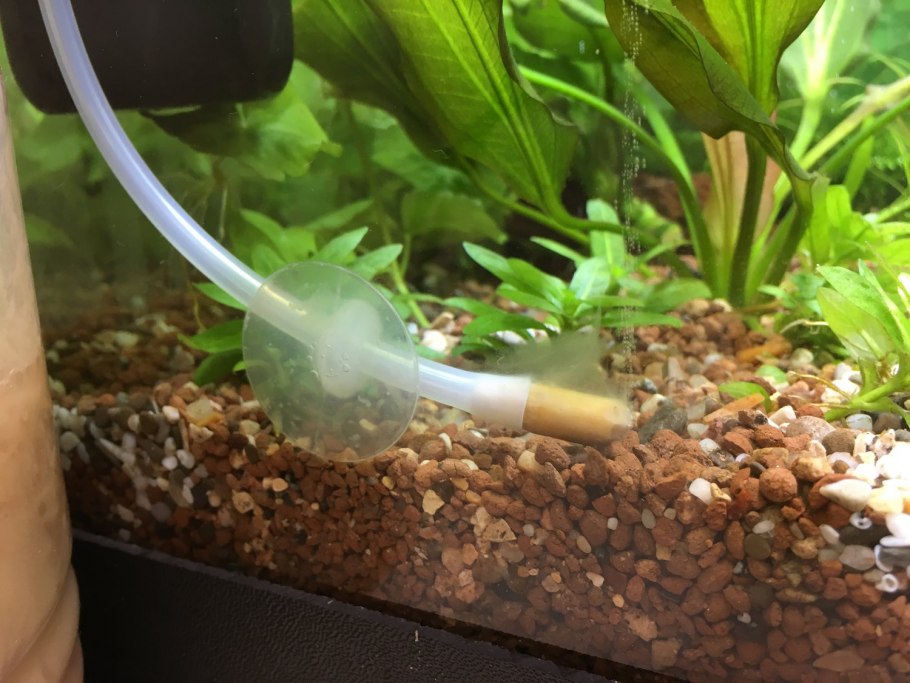 Элодея, Перистолистник