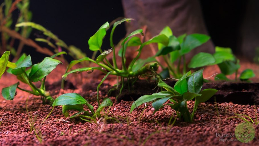 Гигрофила Браун