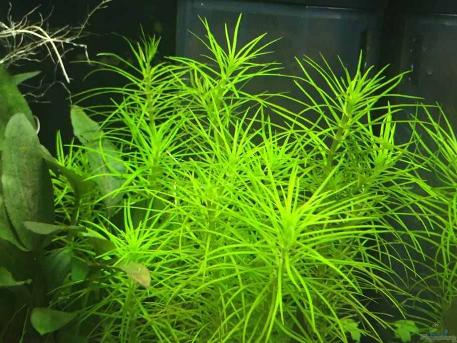 Хемиантус микрантемоидес