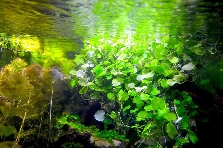 Гигрофила лакустрис