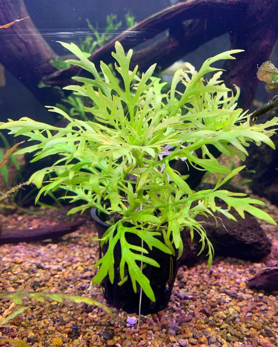 Тонина Рио Негро аквариумное растение