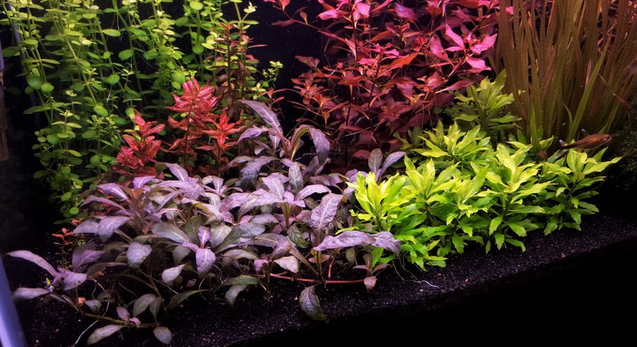 Стаурогин репенс аквариумное растение