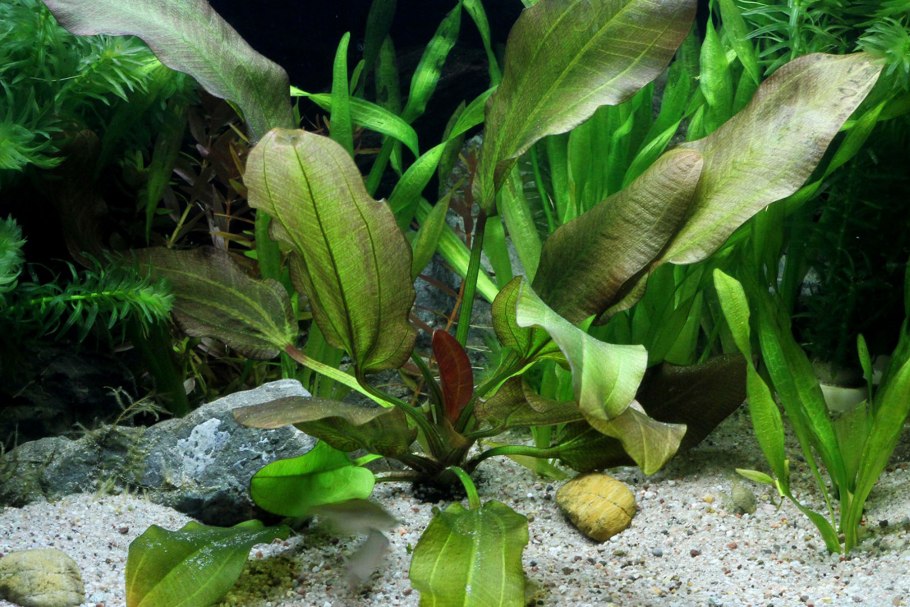 Ротала Green 1000