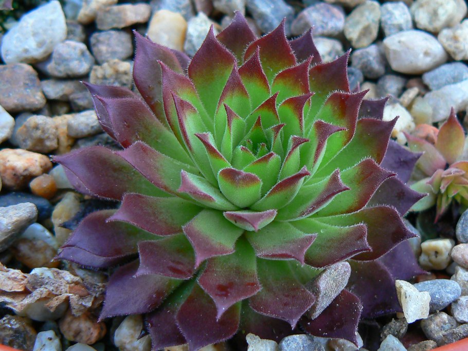 Молодило (Sempervivum)