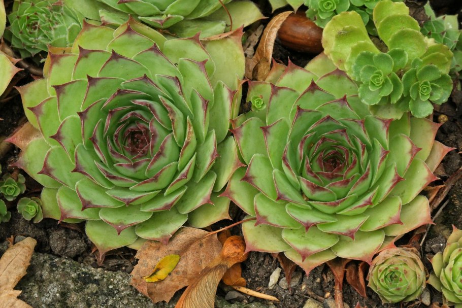 Молодило, «каменная роза» (Sempervivum)