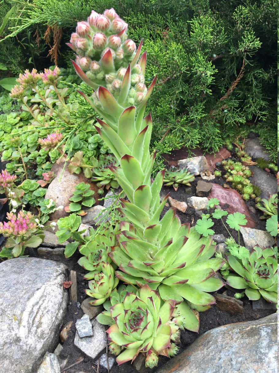 Эхеверия каменная роза