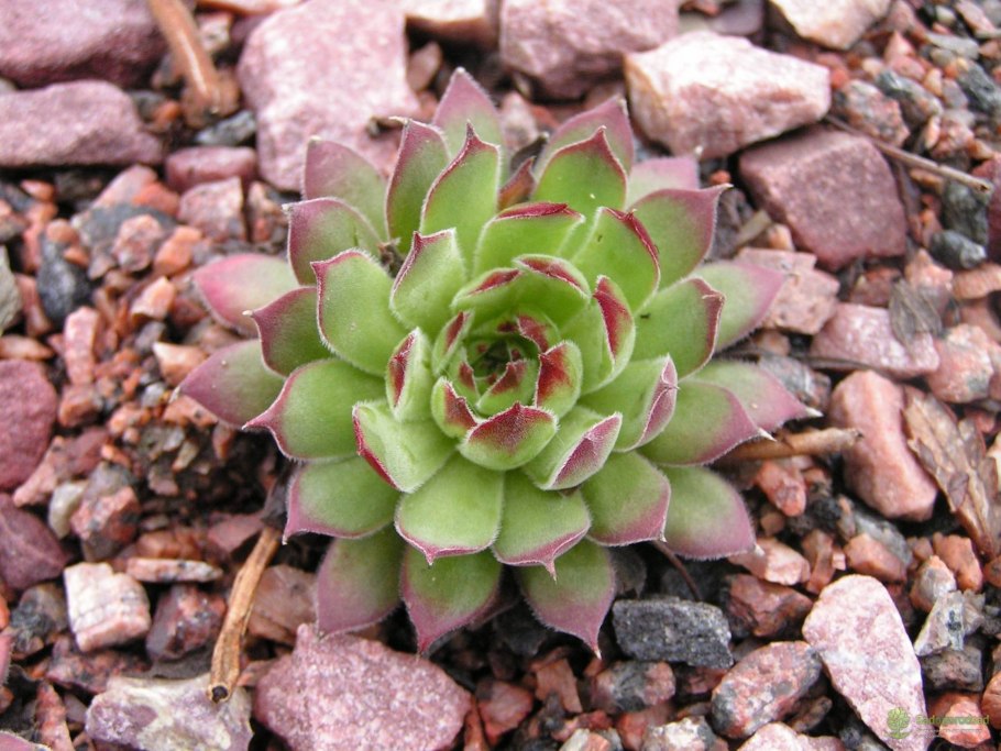 Молодило живучка