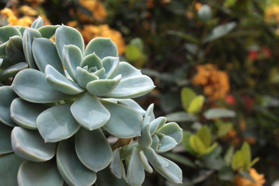 Эхеверия Лотос