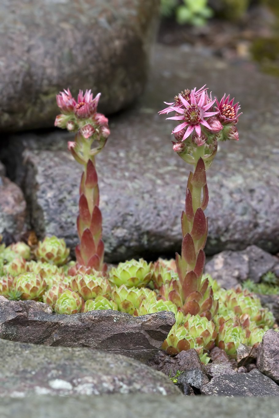 Молодило (Sempervivum)