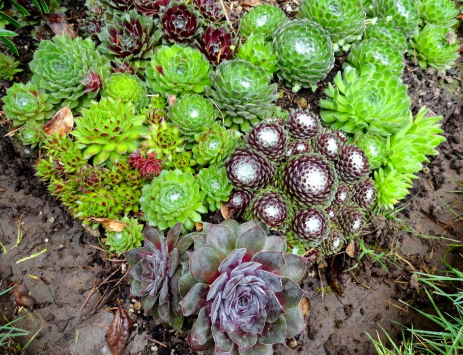 Молодило (Sempervivum)
