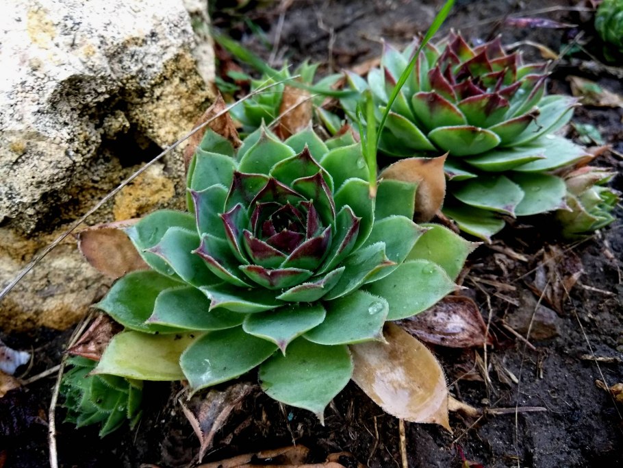 Суккулент эхеверия пулидони