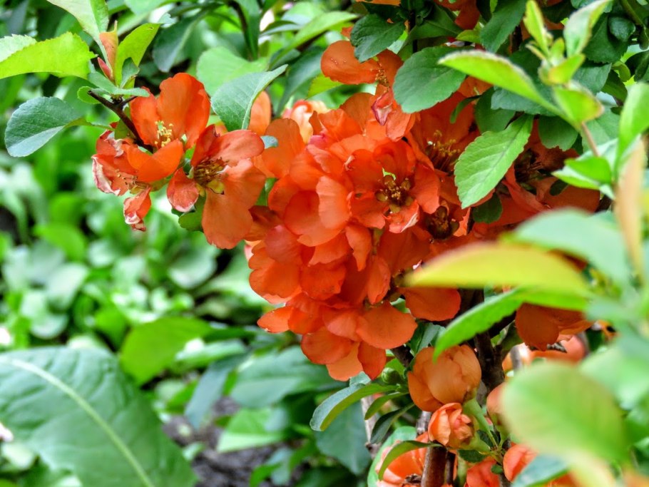 Айва японская листья