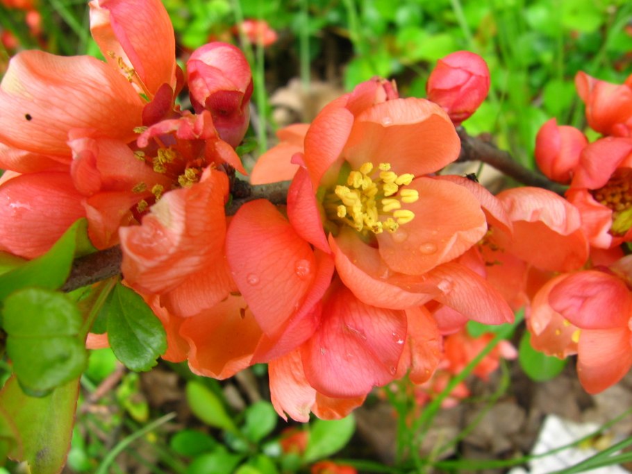 Хеномелес японская айва кустарник