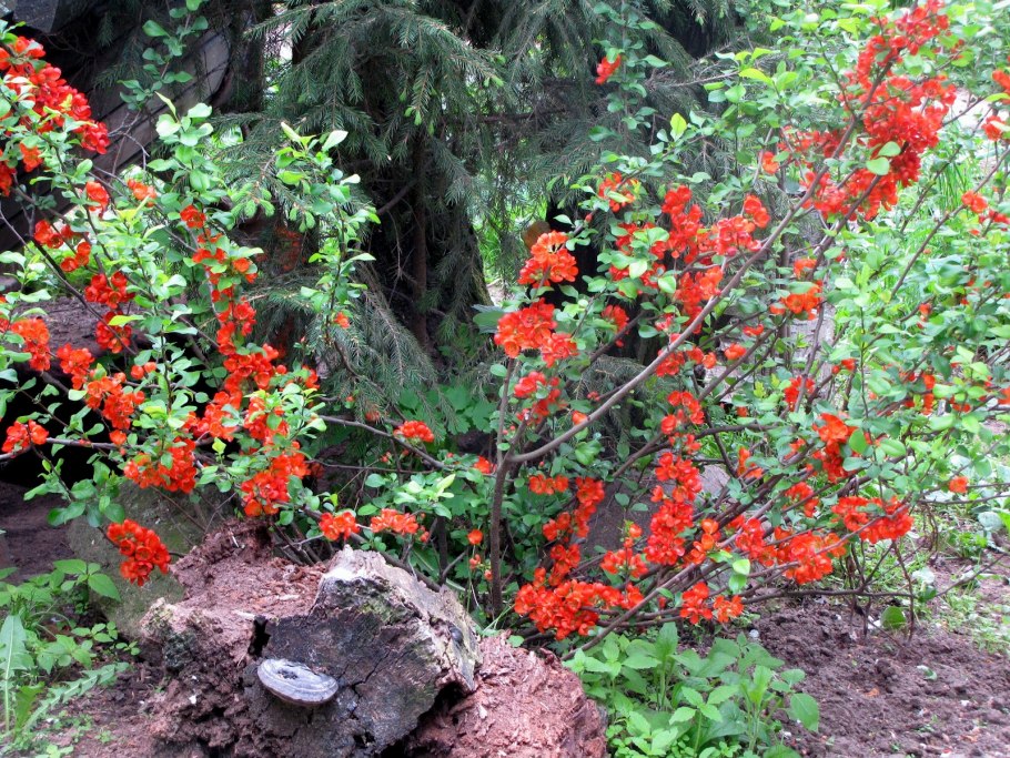 Хеномелес Живая изгородь