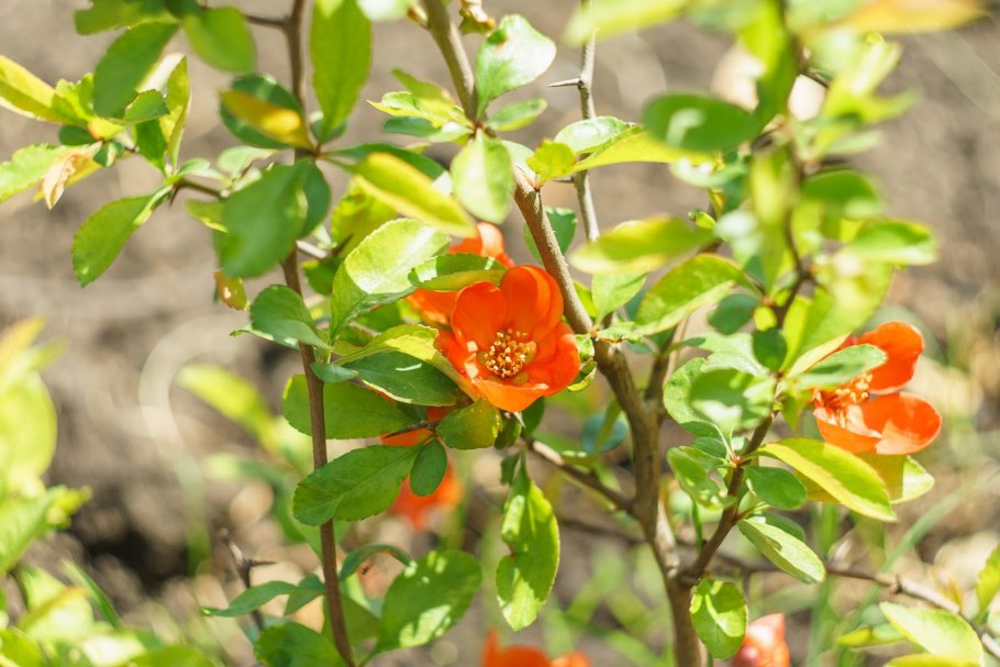 Айва японская бутон