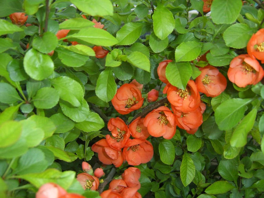 Айва кустарник